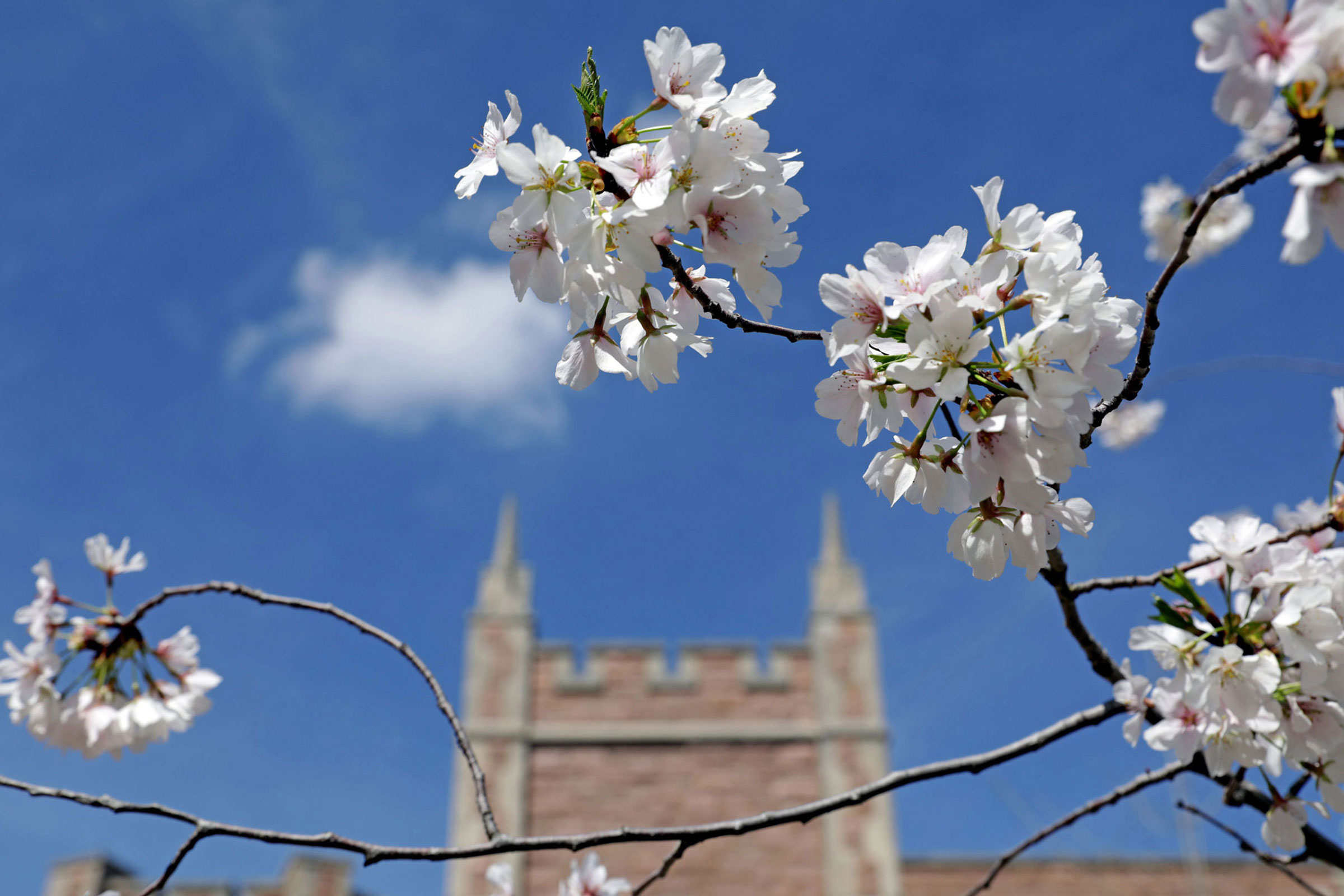 Decorative image of tree blossoms against blue sky.