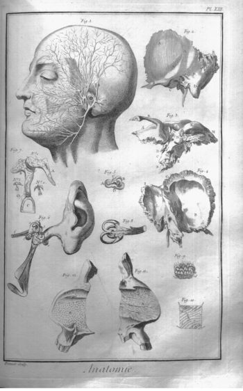 A plate illustrating human anatomy from Encyclopédie.