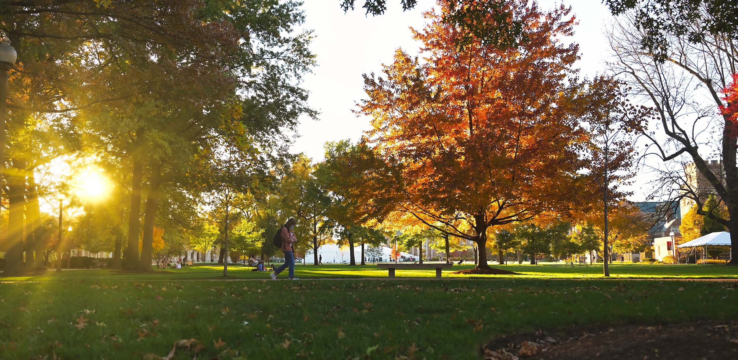 Fall foliage on the Danforth Campus.