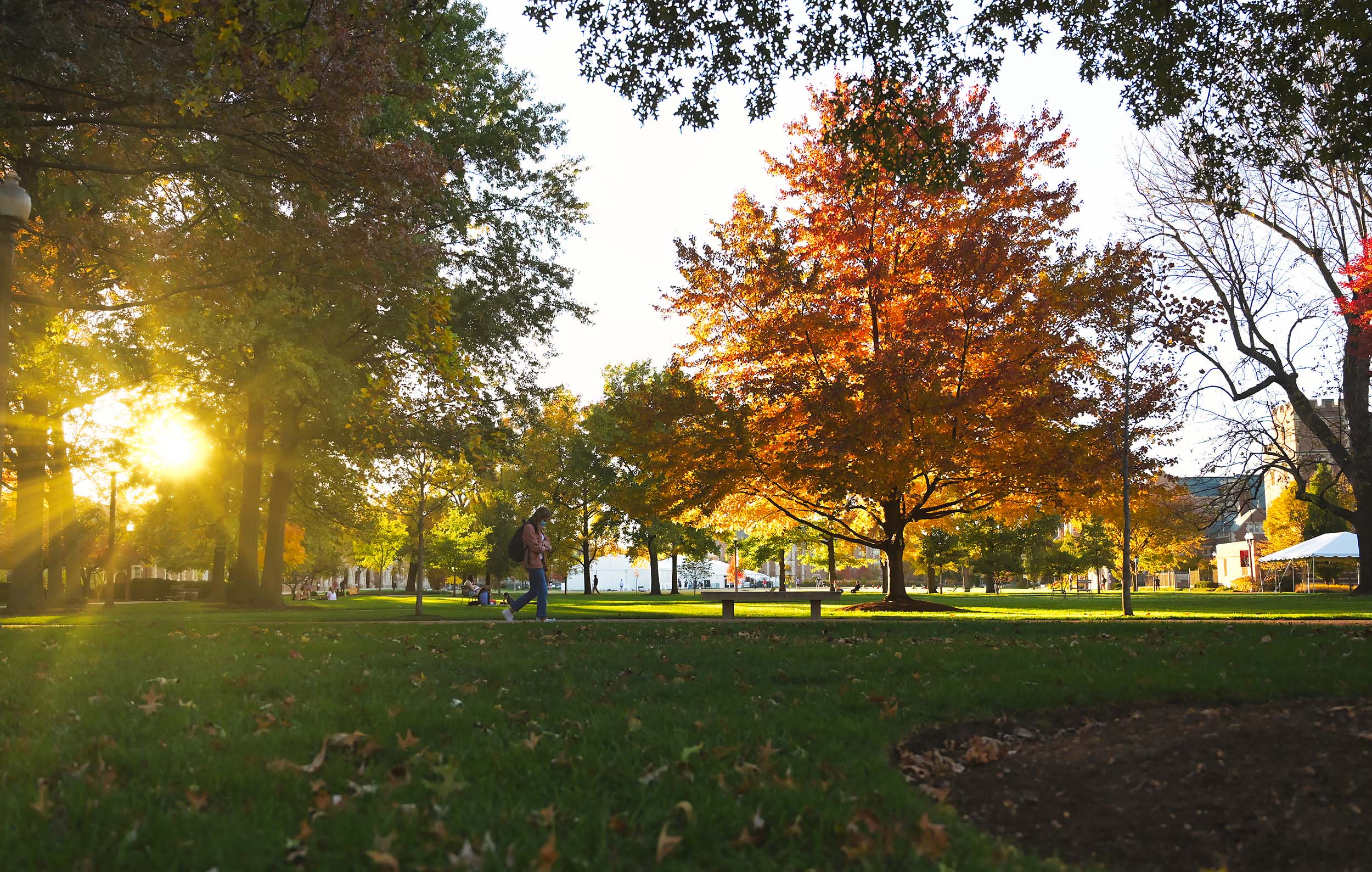 Fall foliage on the Danforth Campus.