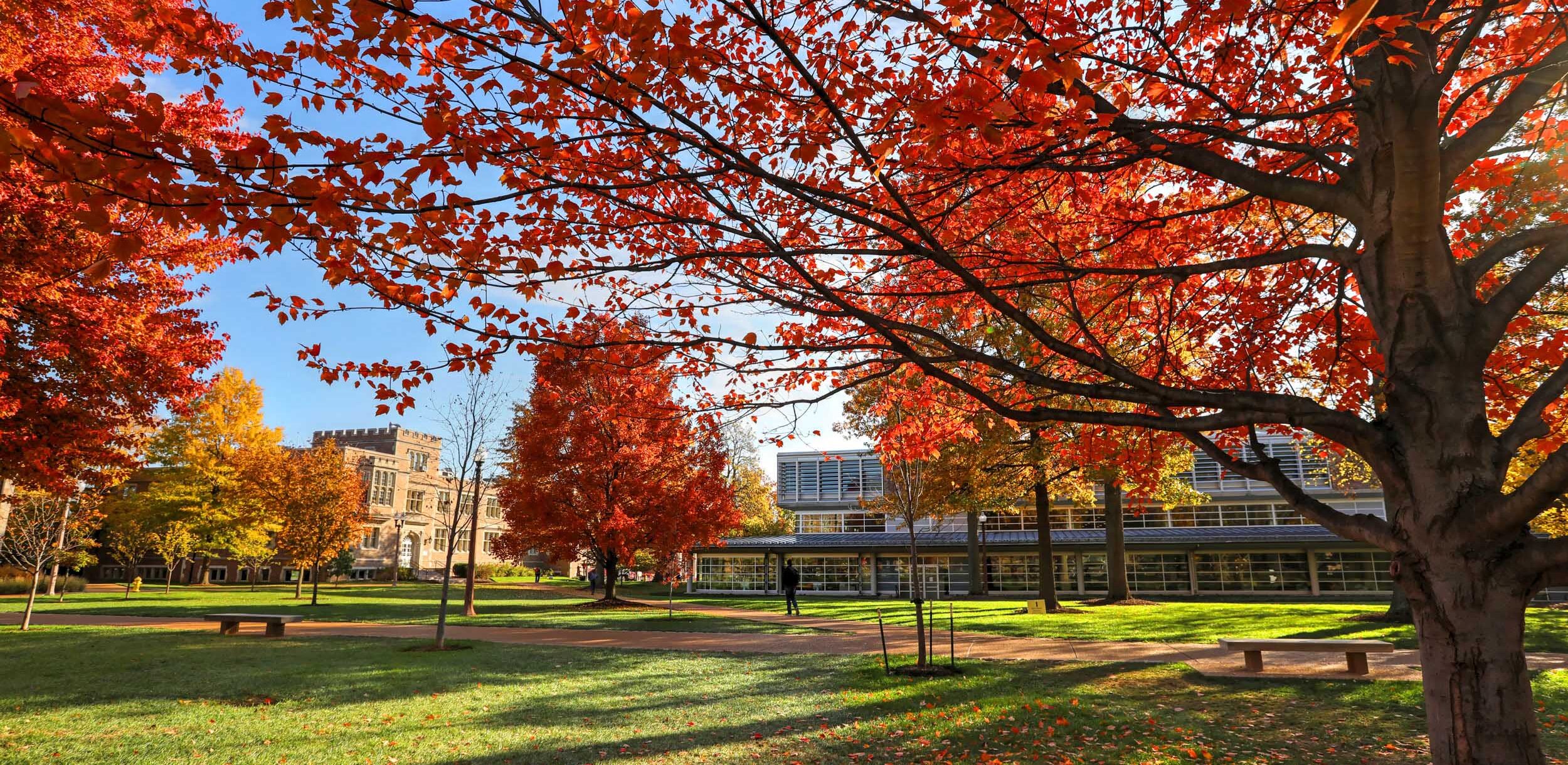 Fall foliage on Danforth Campus outside of Olin Library.