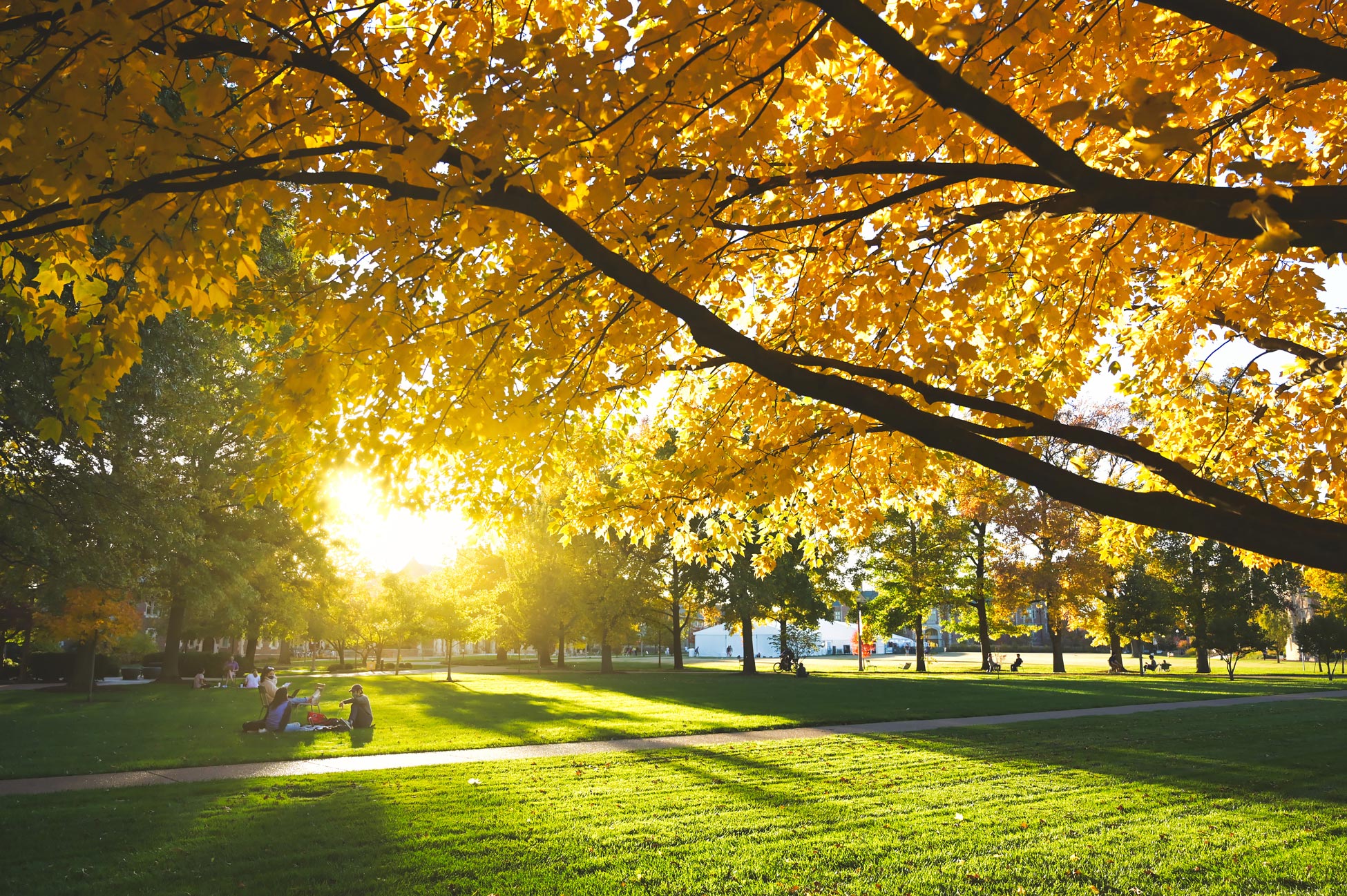 Students studying on a manicured campus lawn.