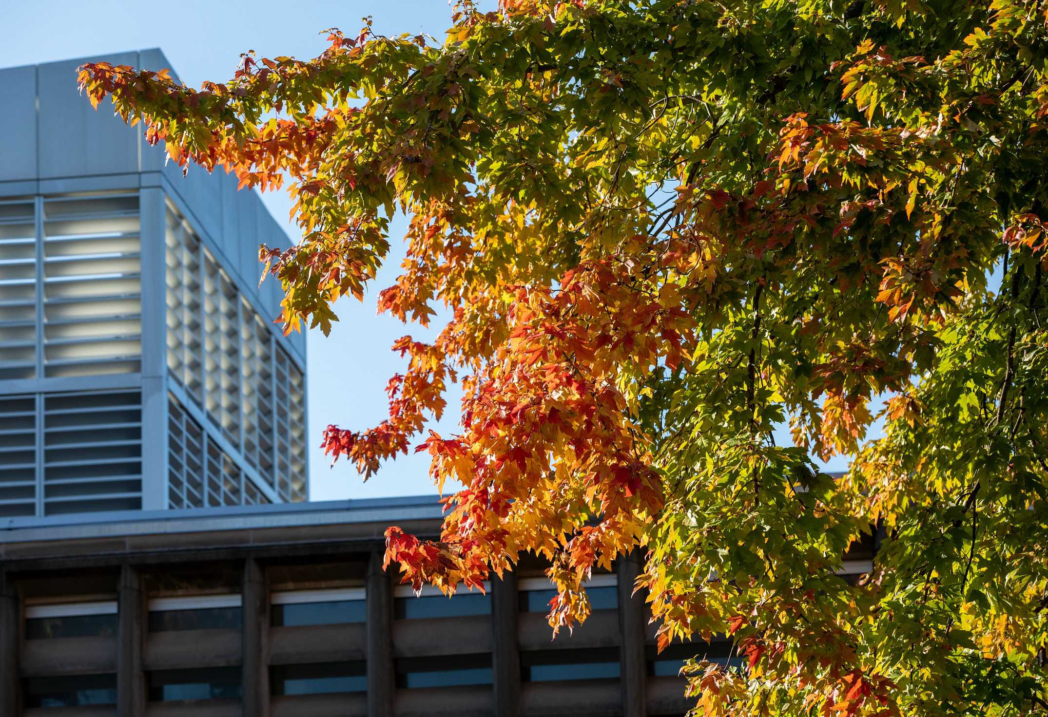 Fall foliage near Olin Library