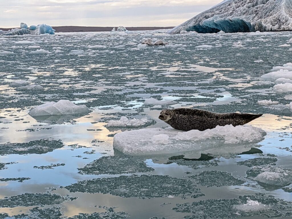 Sea lion floating on a piece of ice in a large, icy lagoon