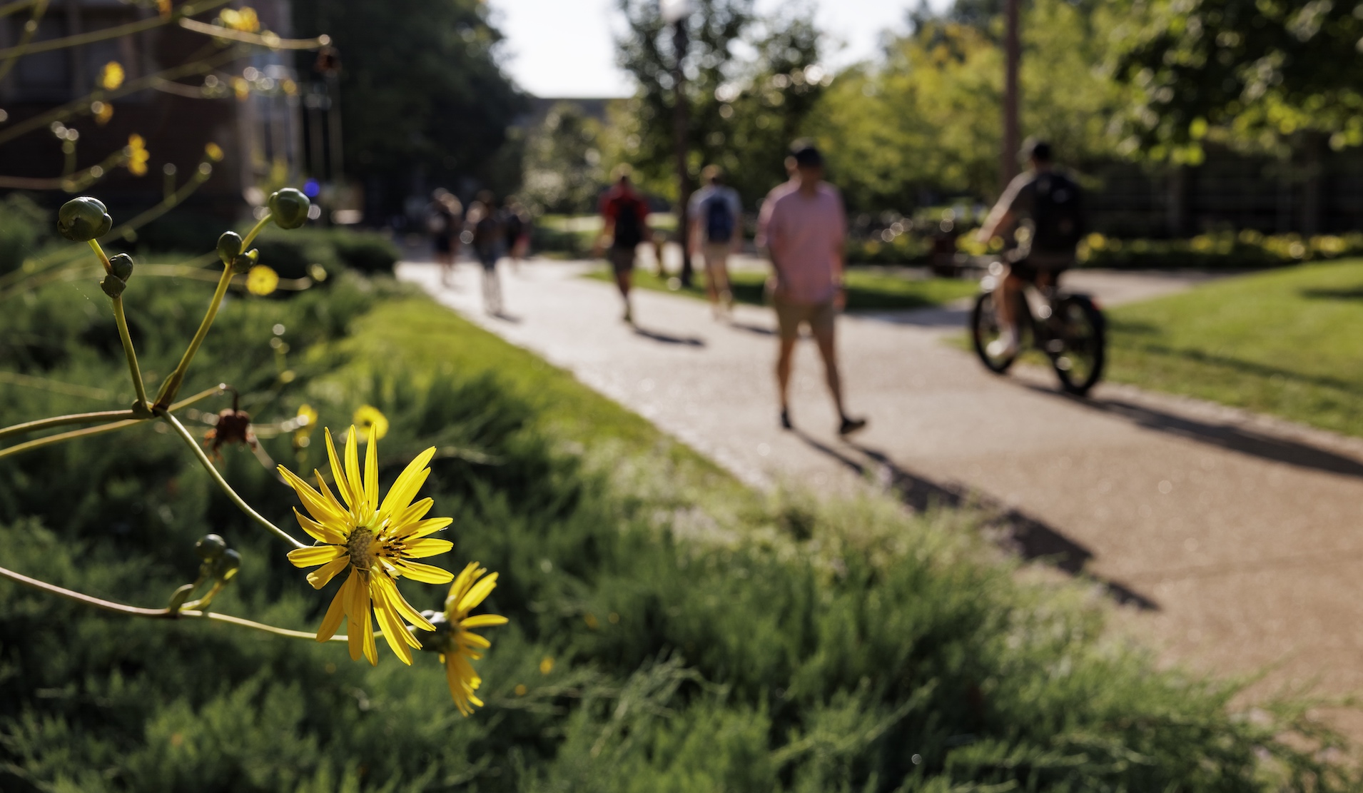 People walking on a path on campus.