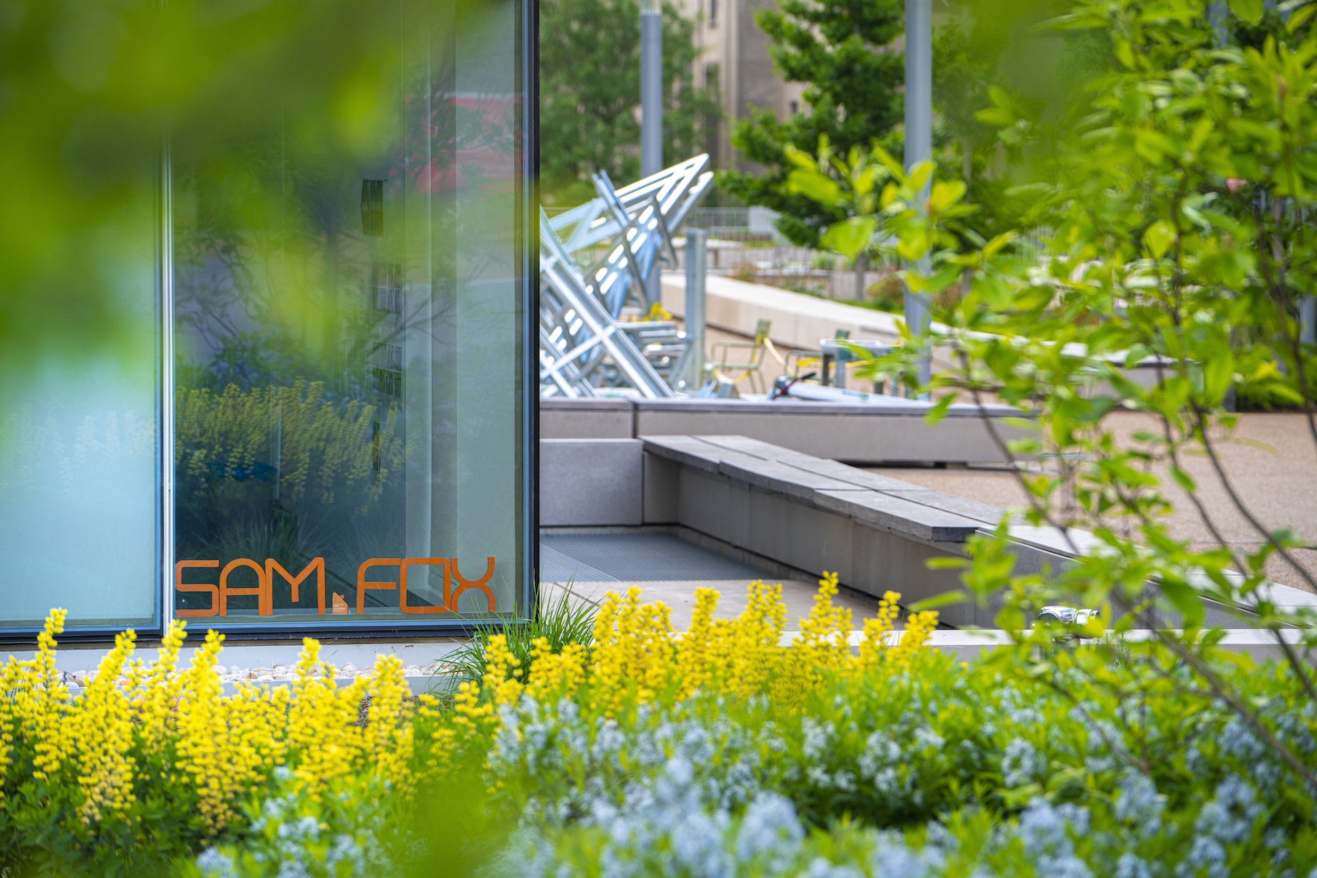 Yellow and blue flowers outside tall glass walls