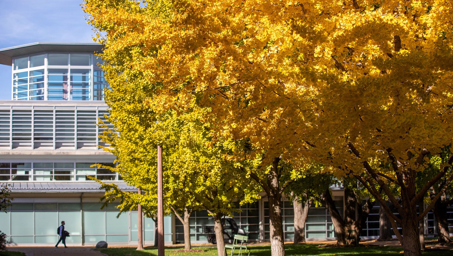 Fall foliage on the Ginkgo Walk.