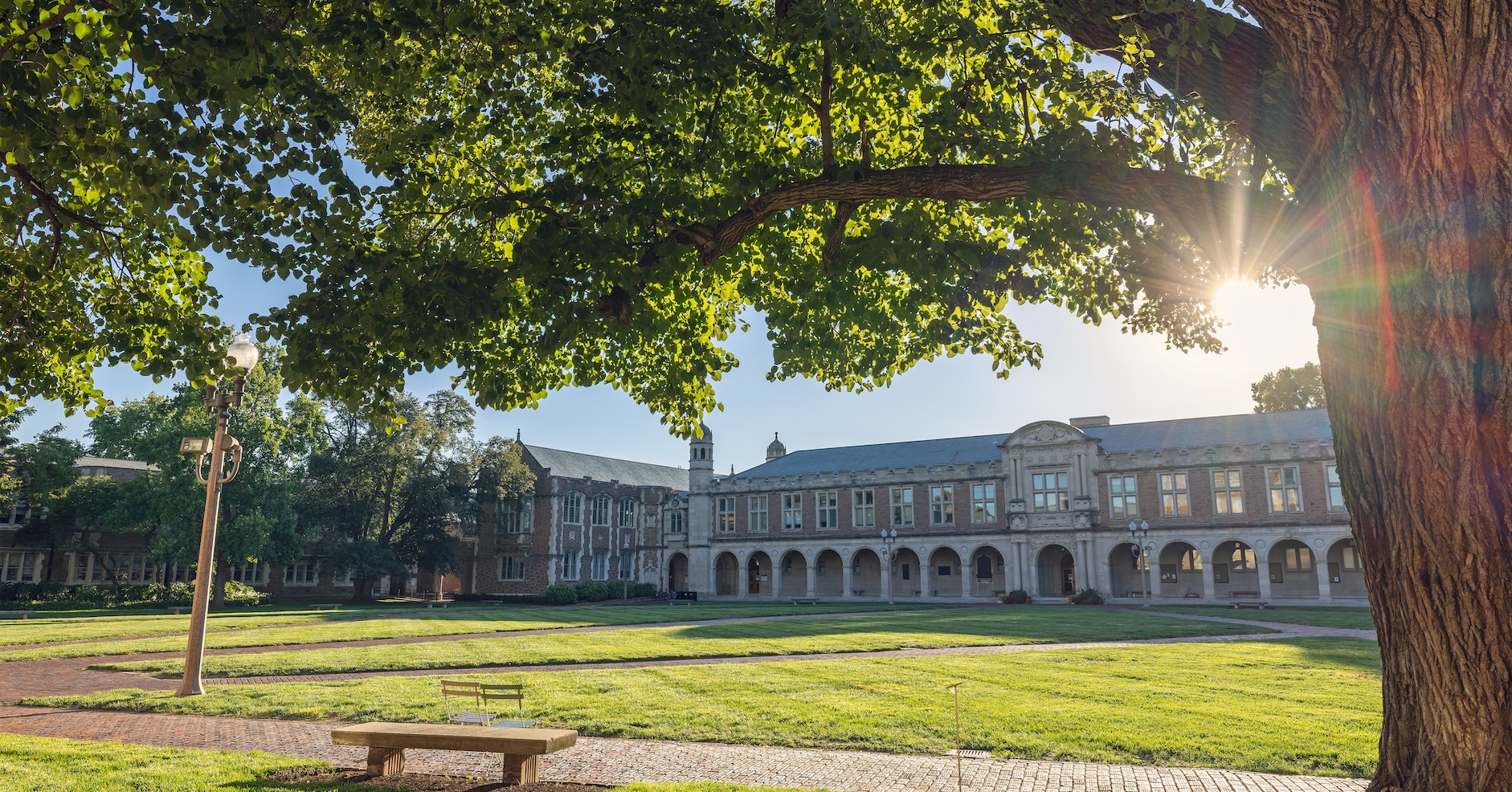 Trees on the Danforth campus