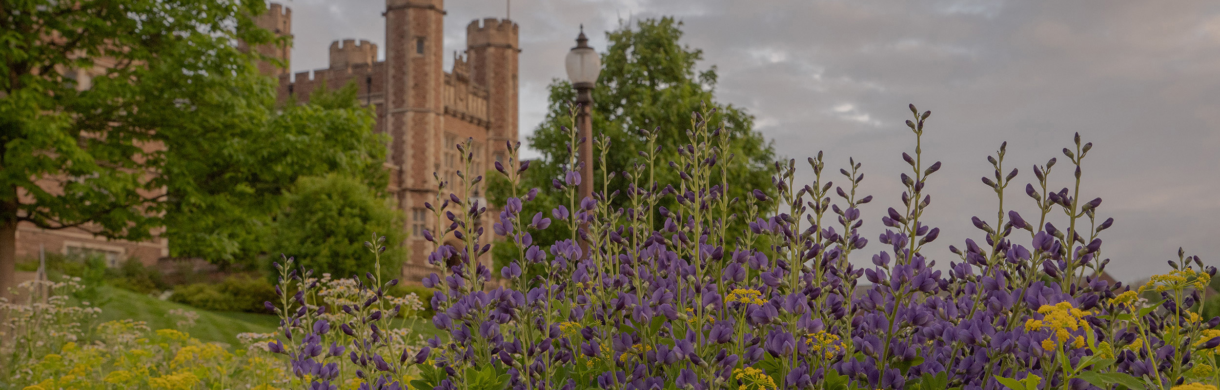 Brookings Hall at sunrise with blooming lilacs in the foreground.