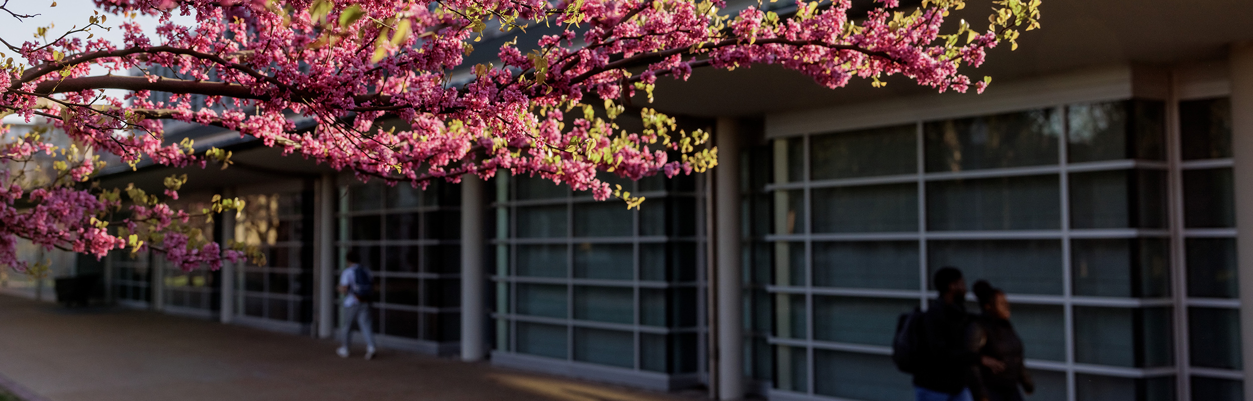 People walk past a flowering eastern redbud tree near Olin Library.