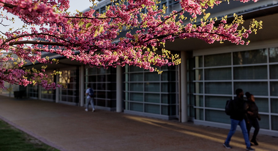 People walk past a flowering eastern redbud tree near Olin Library.