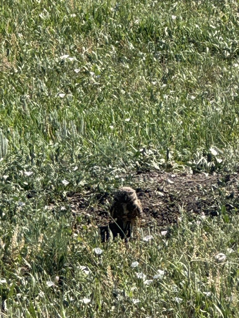 Owl on the ground surrounded by grass