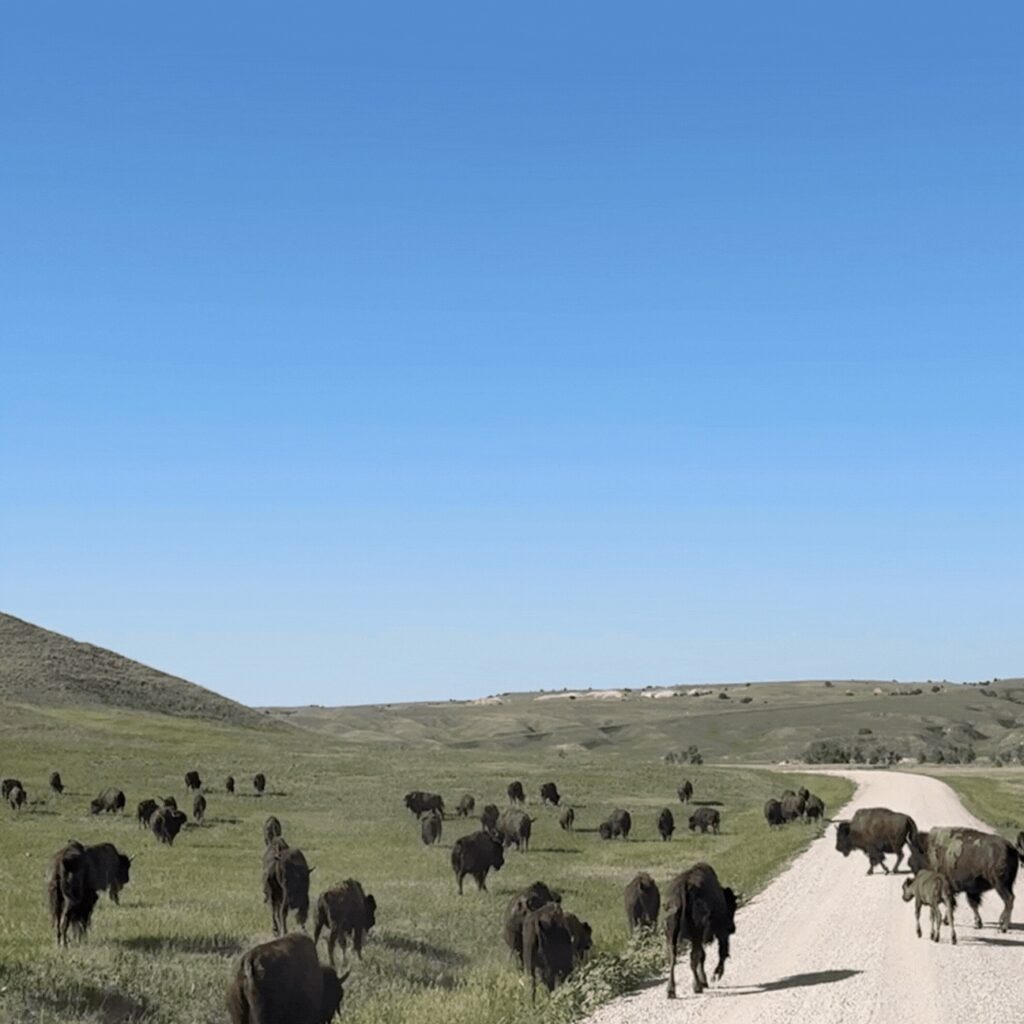 Lots of bison on grassy land