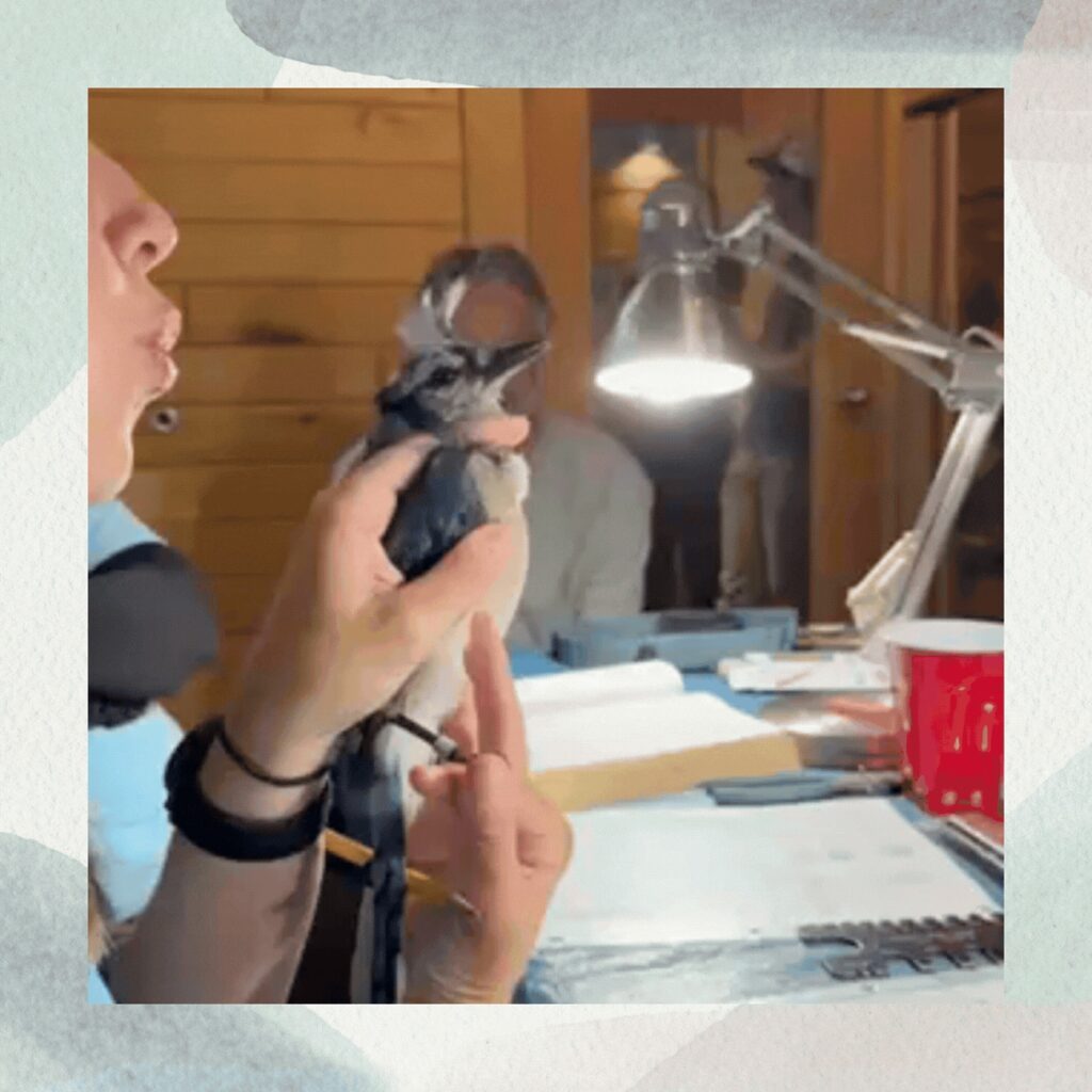 A person holding a blue jay