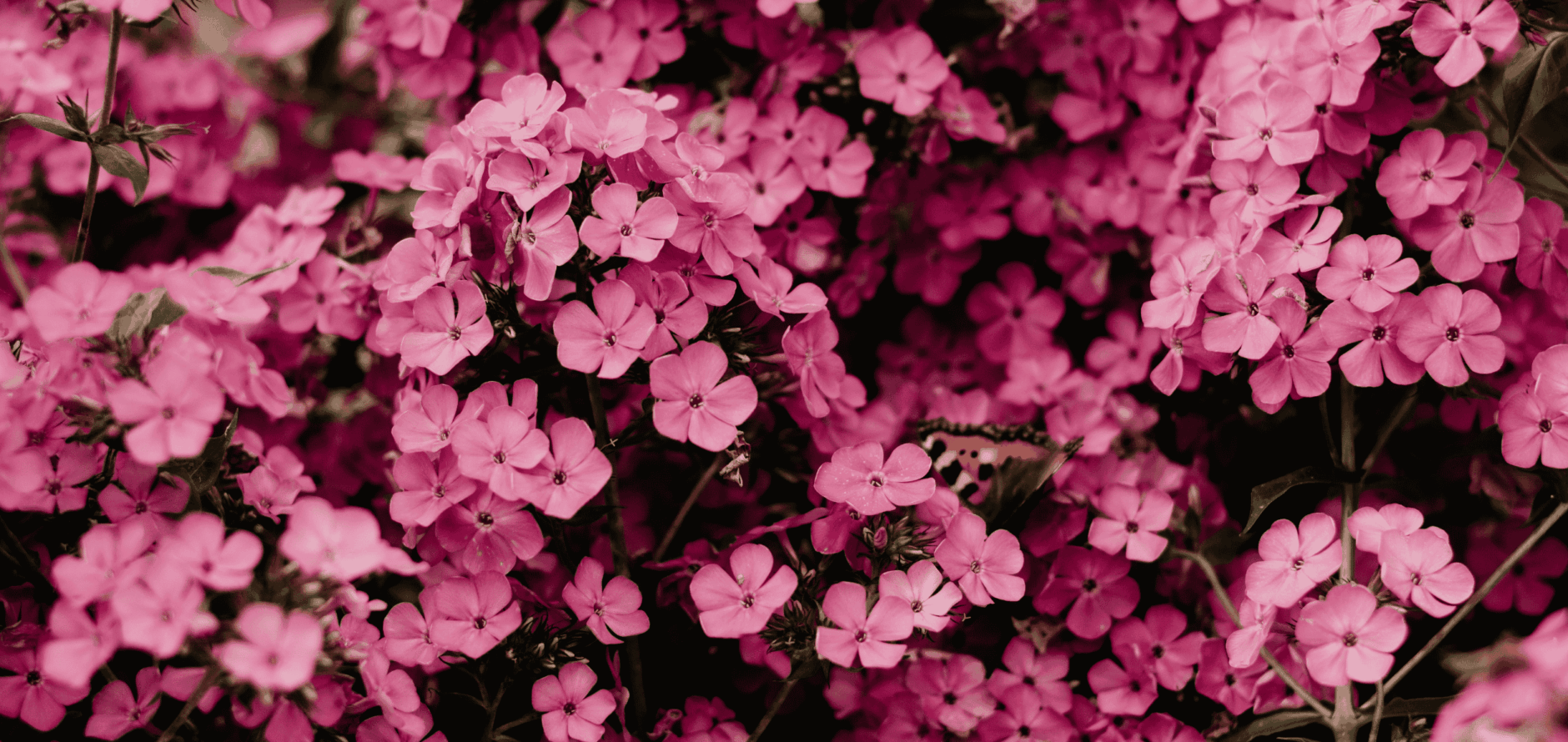 Close-up of cherry blossom flowers with a monarch butterfly