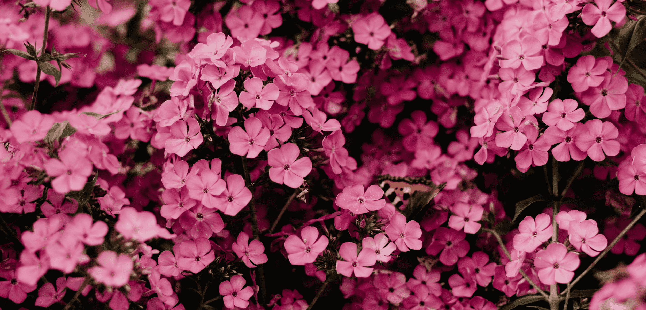 Close-up of cherry blossom flowers with a monarch butterfly