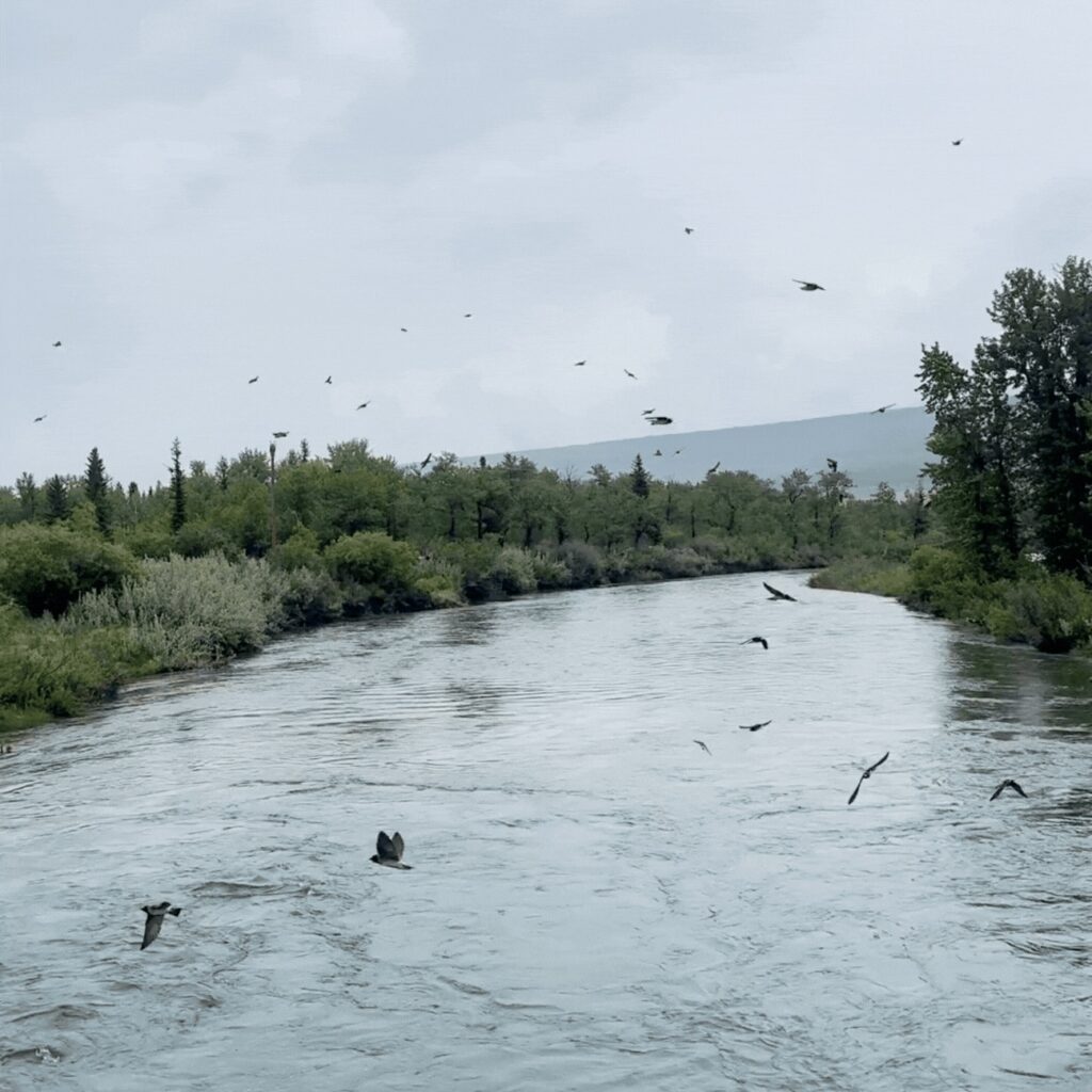Swallows flying over water