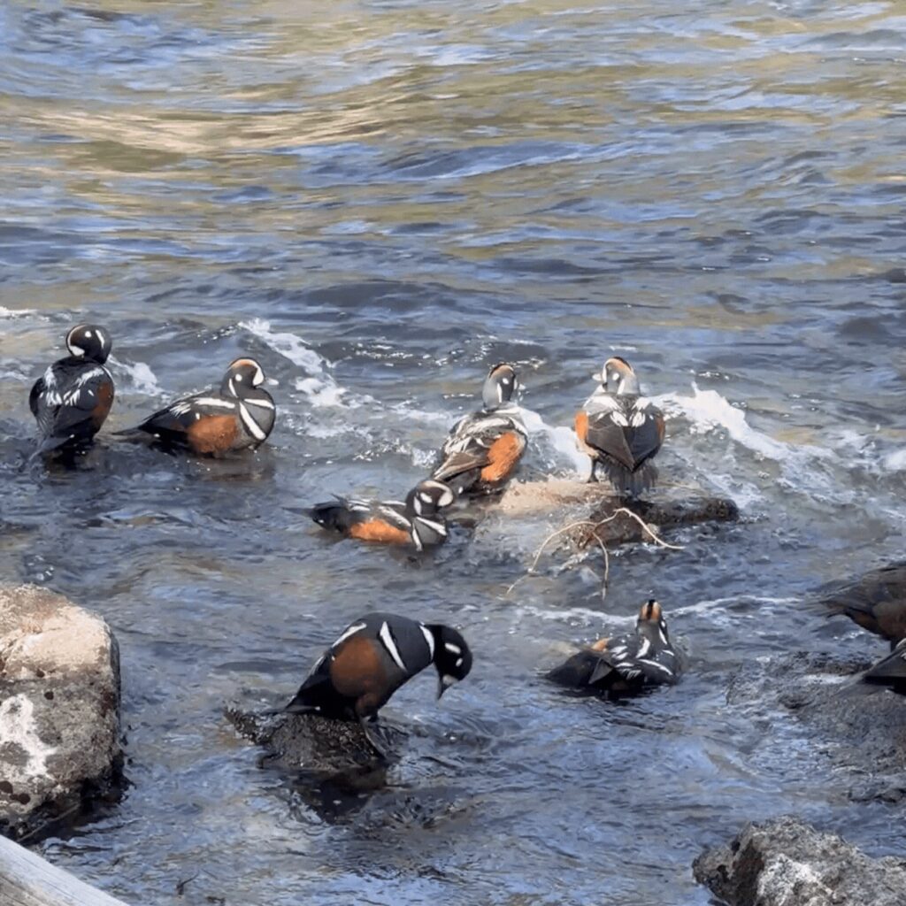 A flock of harlequin ducks in water