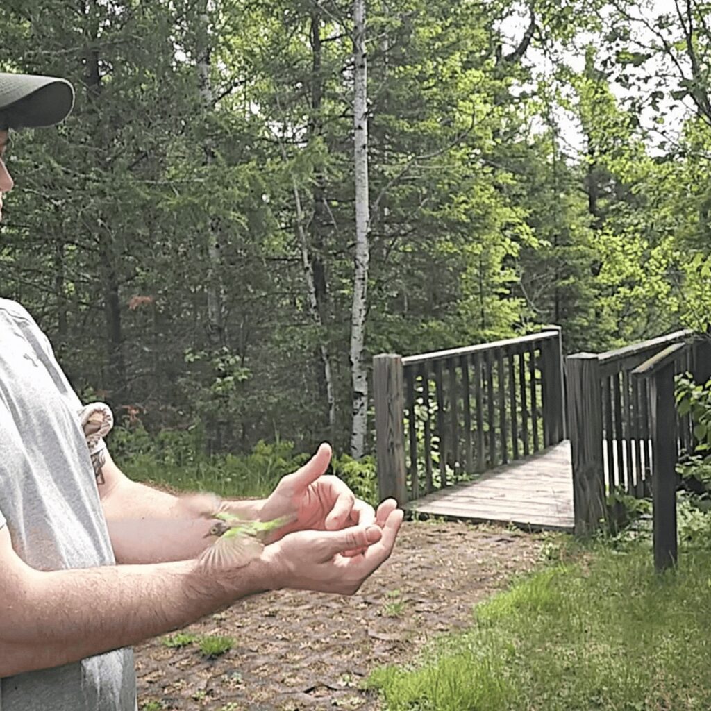 A small, green bird being released by a person